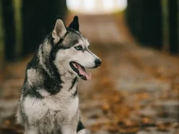 Polski startup rewolucjonizuje rynek produktów dla psów i kotów